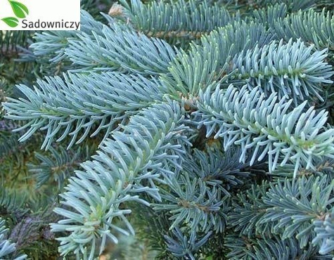 Świerk kłujący Dolores