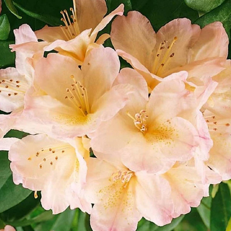 Rododendron Grumpy (C2)