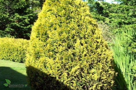 Thuja Tuja Żywotnik zachodni Sunkist (C2)