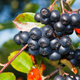 Aronia Czarna Czarnoowocowa Viking (C2)