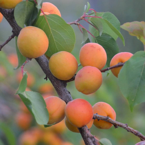 Morela Darina Późna Plant Pack