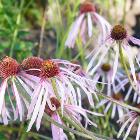 Jeżówka blada (C2)