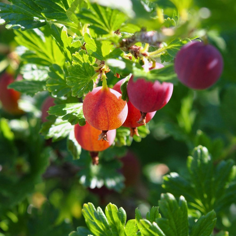 Agrest czerwony Kamieniar na pniu Plant Pack