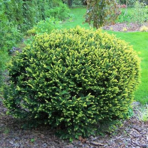 Cis pospolity 'Ellegantissima'