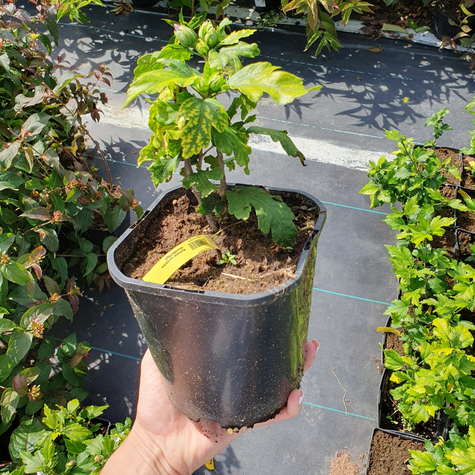 Ketmia syryjska Woodbridge (C2)