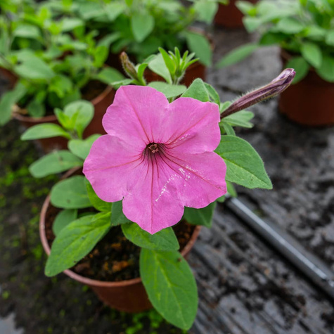 Surfinia Supertunia Vista Bubblegum samoczyszcząca