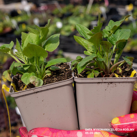 Rudbekia zachodnia Green Wizard