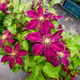 Powojnik Clematis wielkokwiatowy Niobe ciemno-czerwony