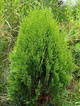 Thuja Tuja Żywotnik zachodni 'Compacta'