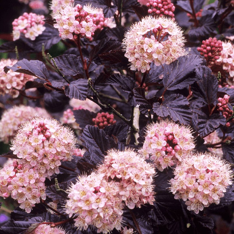 Pęcherznica kalinolistna Panther (C2)