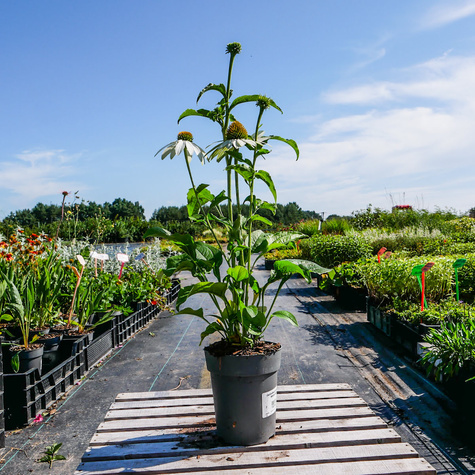 Jeżówka purpurowa White Sawn delikatna