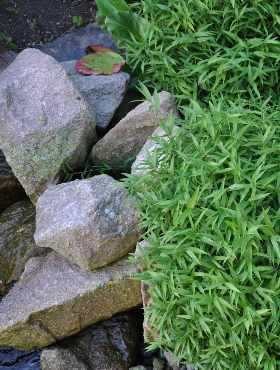 Bambus mrozoodporny, okrywowy, do nasadzeń nad wodą SASA TSUBOIANA