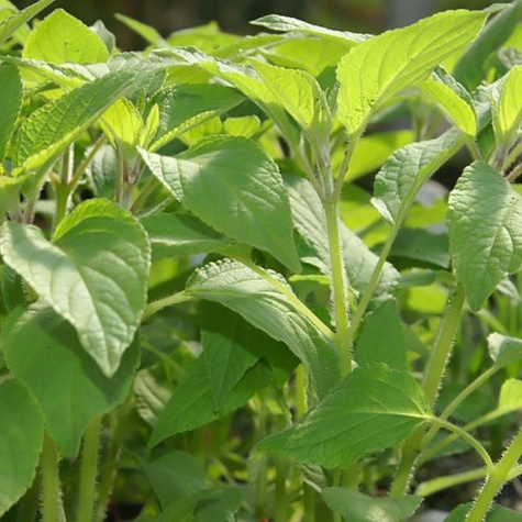 Szałwia ananasowa Pino (C2)