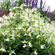 Szałwia greggii Mirage White (C2)