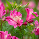 Alstremeria ogrodowa Summer Saint (C2)