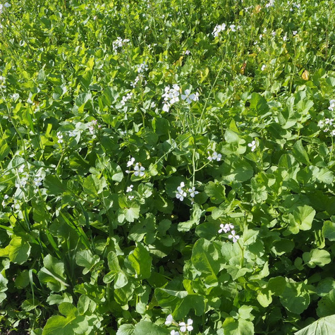 Rzodkiew oleista cena za 1 kg