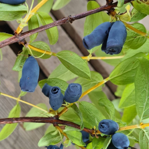 Jagoda kamczacka Czelabinka