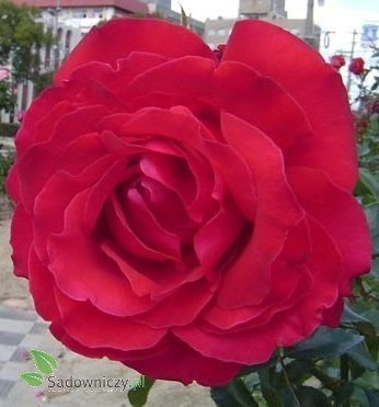 Róża parkowa CZERWONA