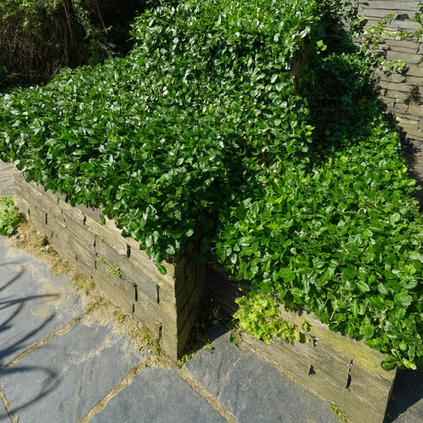 Trzmielina Fortune'a Dart's Blanket (C2)