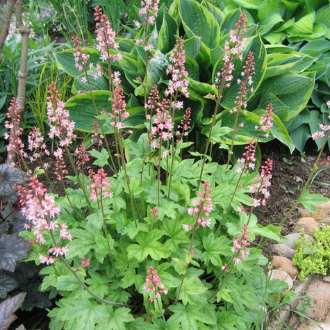 Żuraweczka ogrodowa Pink Revolution (C2)