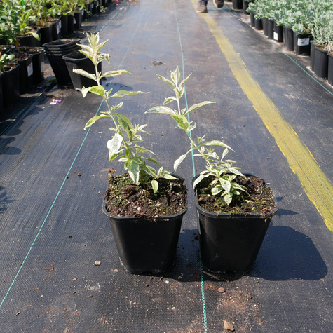 Budleja Dawida Butterfly Gold