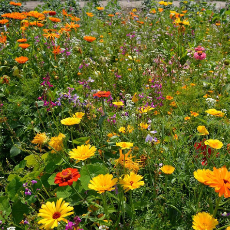 Mieszanka nasion roślin o pachnących kwiatach 1 g