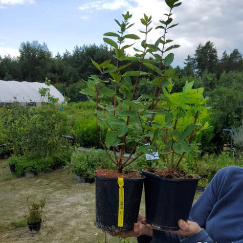 Jagoda kamczacka Jugana wczesna słodka