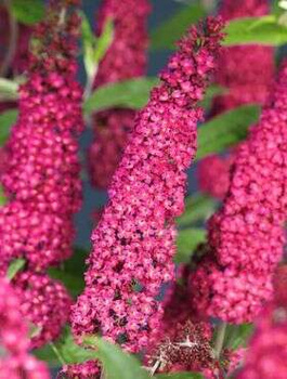 Budleja Dawida Royal Red fioletowo-czerwona (P9)