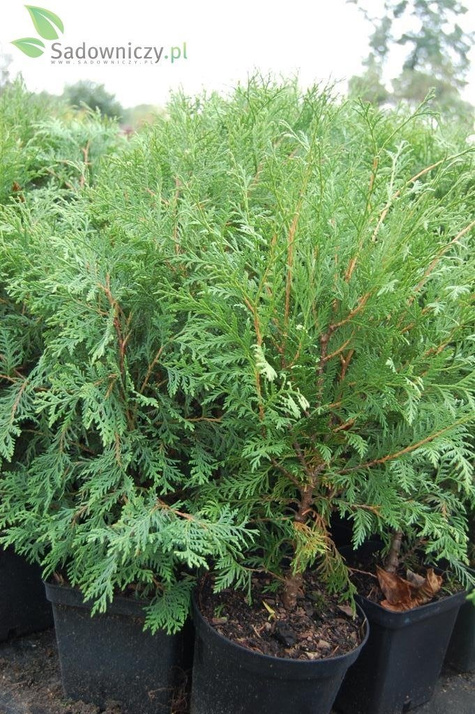 Thuja Tuja Żywotnik zachodni Woodwardii (C2)