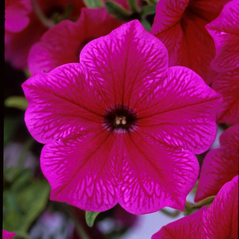 Surfinia różowa Fanfare Hot Rose