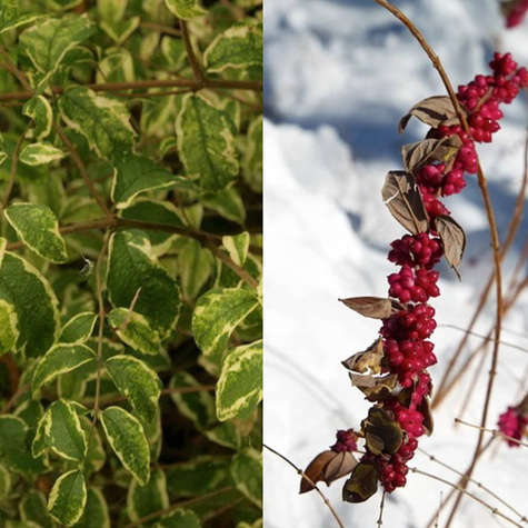 Śnieguliczka koralowa 'Foliis Variegatis' (C2)