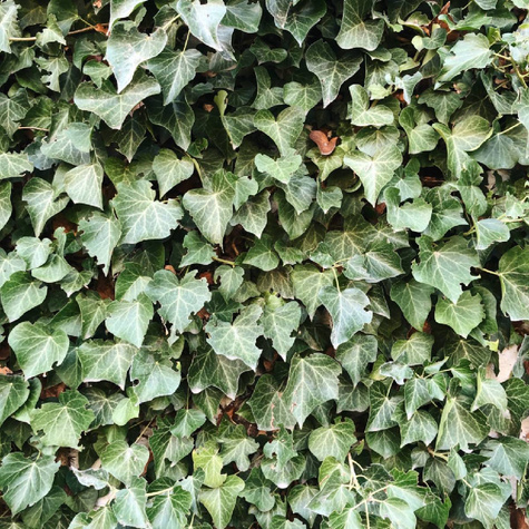 Bluszcz pospolity Crispa (P9)