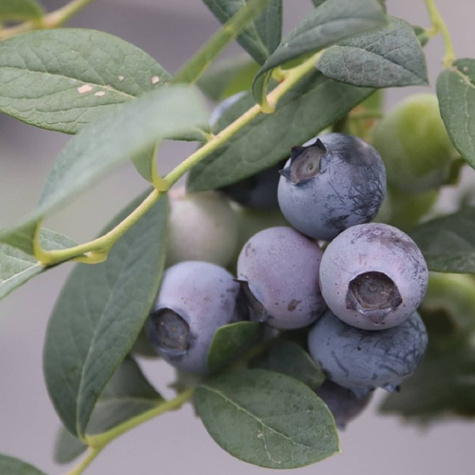 Borówka amerykańska RECORD średnio późna