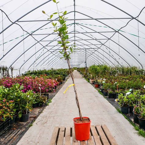 Wiciokrzew hecrota American Beauty pachnący (C2)