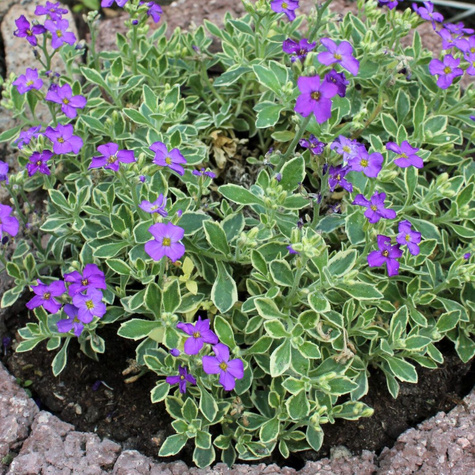 Żagwin ogrodowy Dr Mules Variegated (C2)