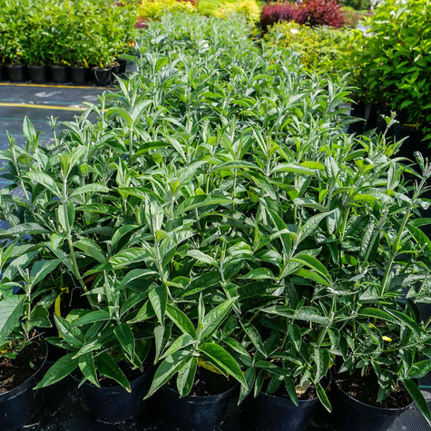 Budleja Davida Nanho Blue (C2)