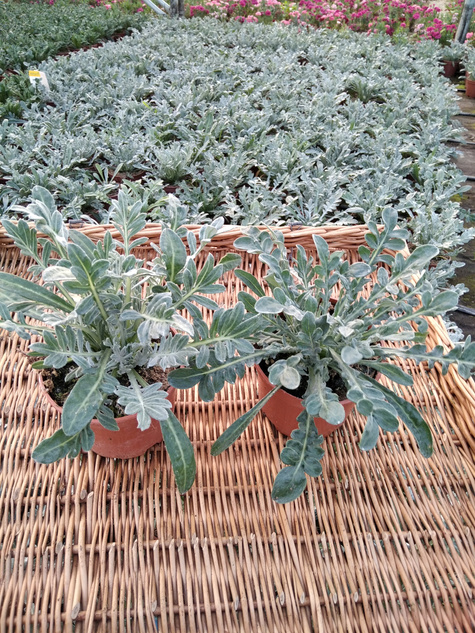 Gazania Srebrne Liście Kwiaty Otwarte w dzień Zamknięte noc "Śpiochy" Mix kolorów SADZONKA