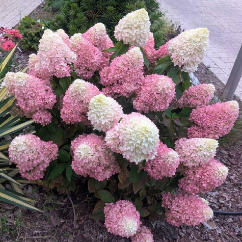 Hortensja bukietowa Living Summer Love (C2)