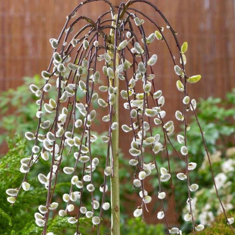 Sztobry Wierzba IWA 10szt.