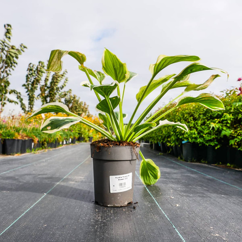 Funkia Hosta So Sweet (C2)