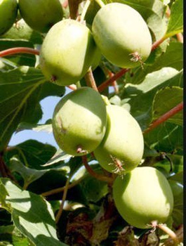 MINI KIWI Aktinidia Rogów (C2)