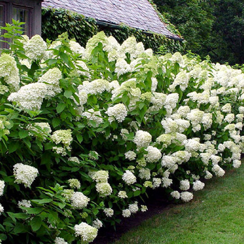 Hortensja bukietowa Little Cotton Cream (C2)