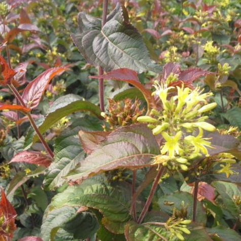 Zadrzewnia nadbrzeżna Troja Black (C1.7)