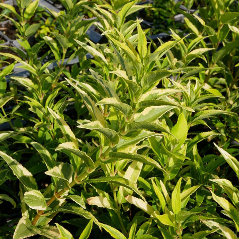 Żylistek szorstki Variegata (P9)