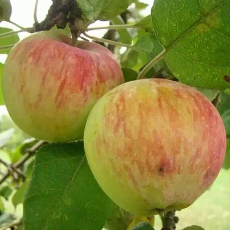 Jabłoń Jester Parchhoodporna Plant Pack