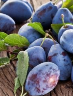 Mini Śliwa Zwykła w doniczce