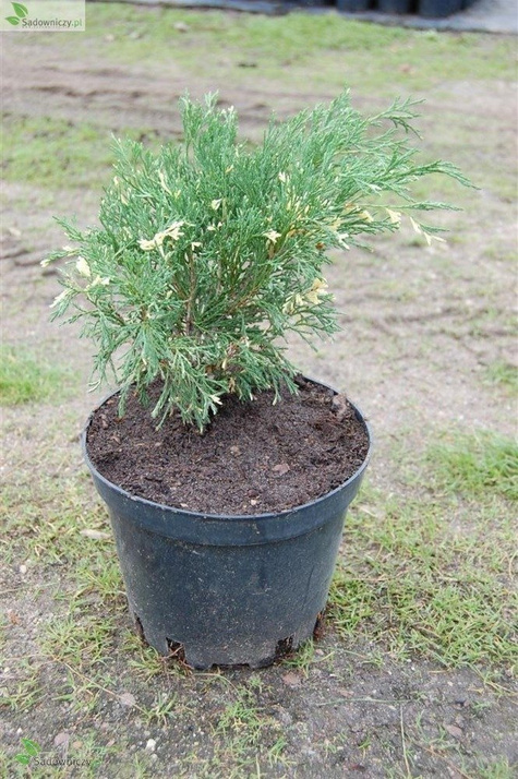 Jałowiec sabiński Variegata