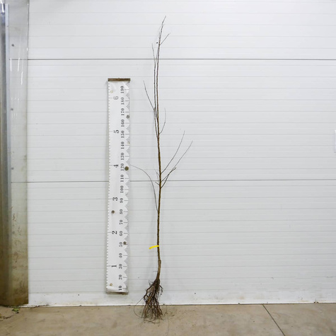 Morela Wczesna z Morden START PACK