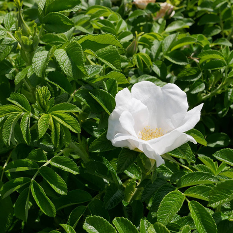 Róża pomarszczona Alba Biała (C2)