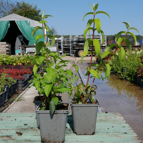 Żylistek mieszańcowy Tourbillon Rouge (P9)